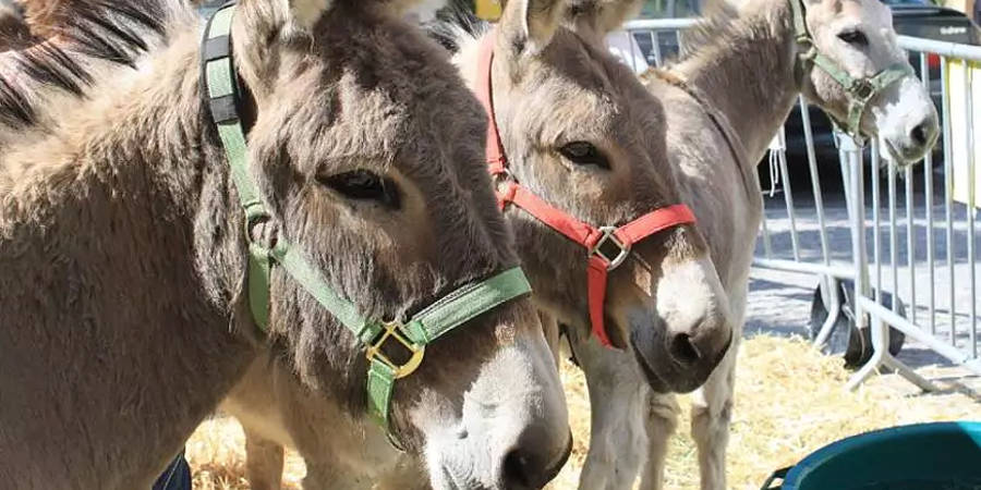 Fiera del Bestiame al Foro Boario e Mercato a Borgo Giannotti