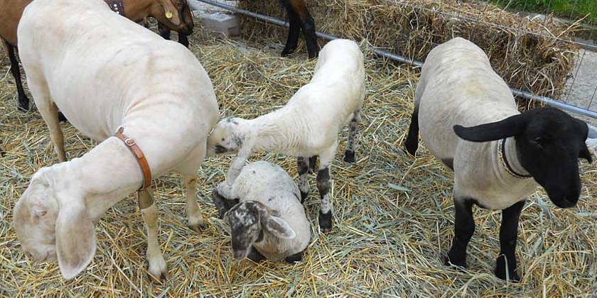 Fiera del Nove o dei Becchi